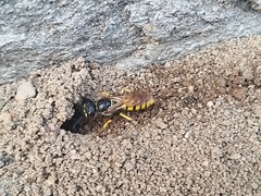 Philanthus triangulum