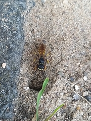 Philanthus triangulum