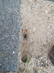 Philanthus triangulum