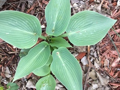 Hosta ventricosa