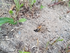 Philanthus triangulum