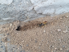 Philanthus triangulum