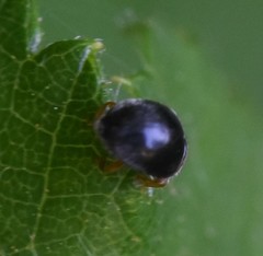 Scymnus rubromaculatus