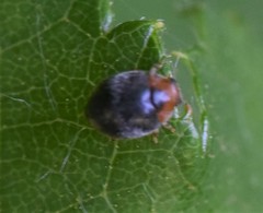 Scymnus rubromaculatus