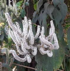 Colebrookea oppositifolia