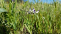 Astragalus claranus