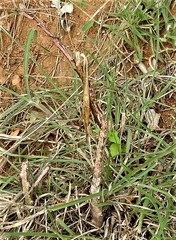 Caralluma adscendens