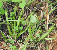 Caralluma