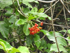 Ehretia laevis