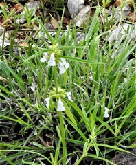 Leucas lavandulifolia