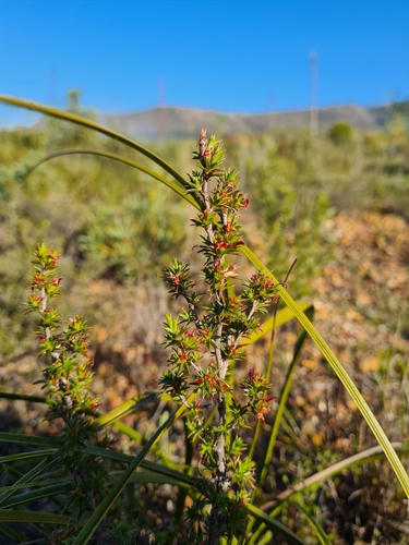 Image of Cliffortia ferricola by (c) Rebecca Dames, some rights reserved (CC BY-SA)