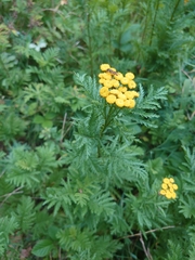 Tanacetum vulgare