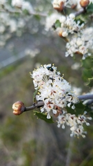 Ceanothus jepsonii