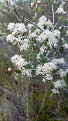 Ceanothus jepsonii