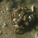 Helice epicure - Photo (c) Crabs' Promenade カニの散歩道, algunos derechos reservados (CC BY-NC), subido por Crabs' Promenade カニの散歩道