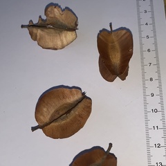 Combretum apiculatum subsp. apiculatum image