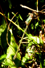 Chalcolestes viridis