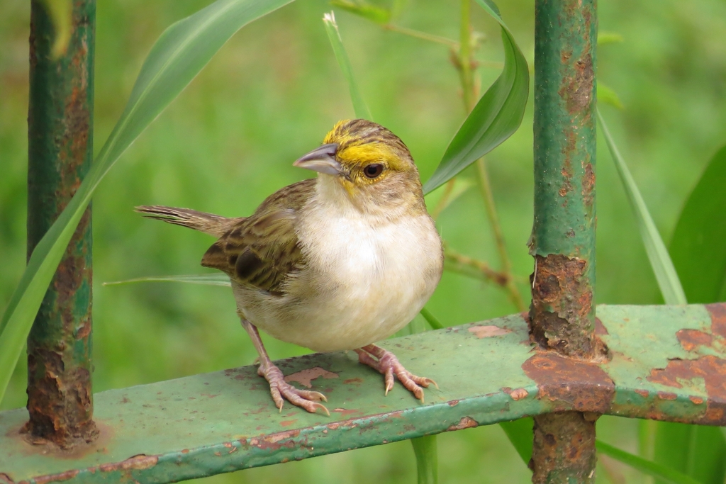 Yellow-browed Sparrow