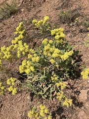 Eriogonum flavum