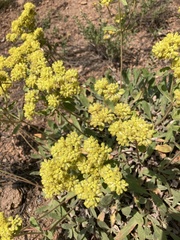 Eriogonum flavum