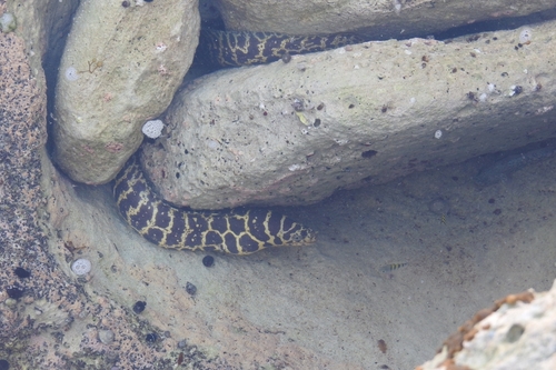 Chain moray (Echidna catenata) — Muraenidae — 5