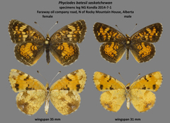 Phyciodes batesii