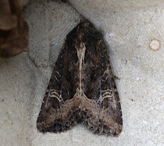 Helotropha reniformis