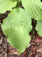 Hosta plantaginea