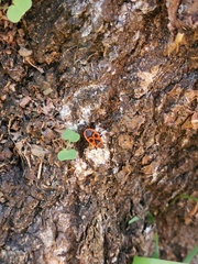 Pyrrhocoris apterus
