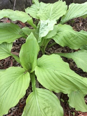 Hosta plantaginea