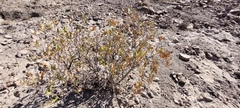 Spinoliva ilicifolia
