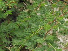Vachellia horrida