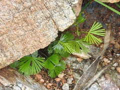 Actiniopteris radiata