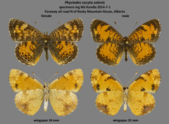 Phyciodes cocyta selenis