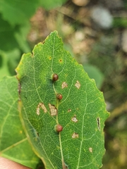 Harmandiola globuli