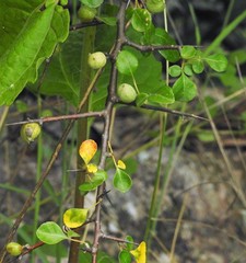 Commiphora berryi