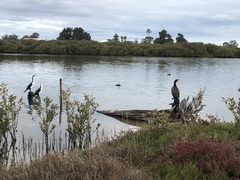 Phalacrocorax varius