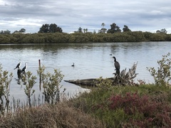 Phalacrocorax varius