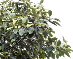 Ficus mollis