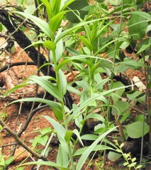 Gloriosa superba