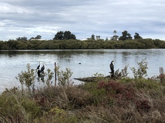 Phalacrocorax varius