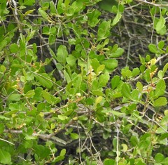 Rhus mysorensis