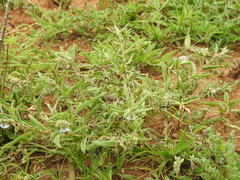 Trichodesma indicum