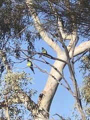 Barnardius zonarius zonarius