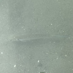 Dicentrarchus punctatus