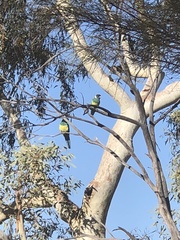 Barnardius zonarius zonarius