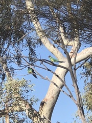 Barnardius zonarius zonarius