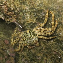 Grapsus longitarsis