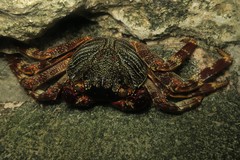 Grapsus tenuicrustatus
