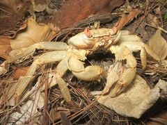 Geograpsus crinipes